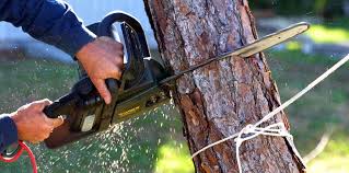 Best Tree Maintenance Programs  in Sun Village, CA